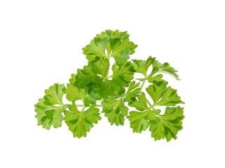 Fototapeta premium Twig of parsley isolated on white background