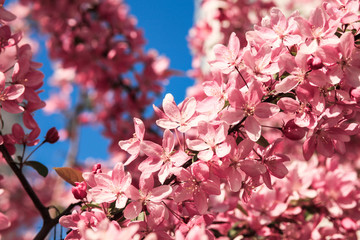 A branch of blooming Japanese sakura tree with pink flowers