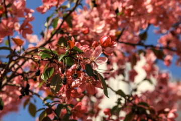 Fototapeta premium A branch of blooming Japanese sakura tree with pink flowers