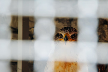 bird of prey in birdcage