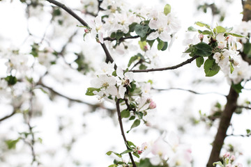 A branch of blooming apple tree