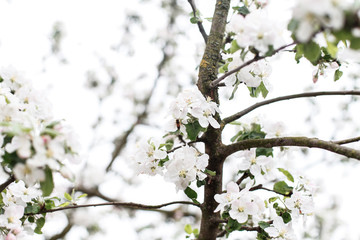 Obraz premium A branch of blooming apple tree