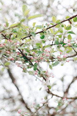 Obraz premium A branch of blooming apple tree