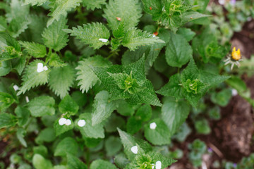 close up of leaves of a plant