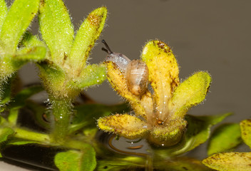 Small snail in motion in the terrace garden after the rain
