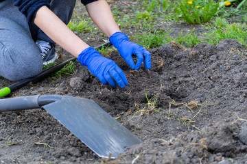 Young woman in protective gloves pulling out the roots to grow new plants
