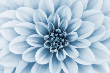 Schilderijen op glas Defocused pastel, pale blue dahlia petals macro, floral abstract background. Close up of flower dahlia for background, Soft focus © Olena