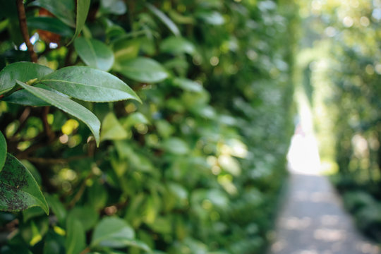 leaf with path in the background at villa carlotta lake como italy