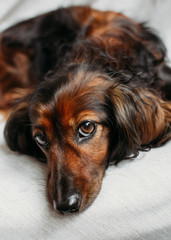 portrait of a dachshund