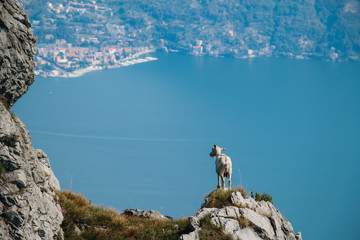 Goat enjoying the view over lake como in italy