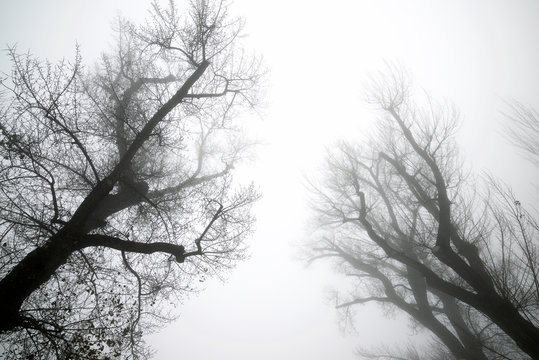 Trees between the fog, Zaragoza province in Spain.