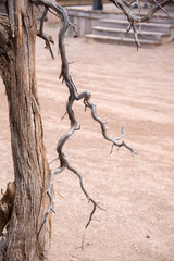 dead tree in the desert