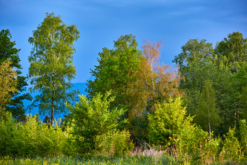 Abendstimmung in der Natur - Bäume und Wiese