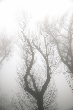 Trees between the fog, Zaragoza province in Spain.