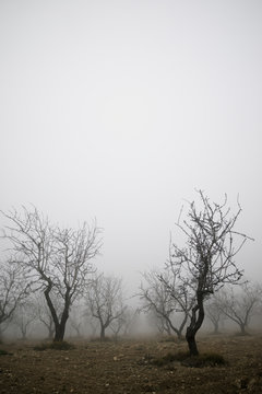 Fruit trees between the fog, Zaragoza province in Spain.