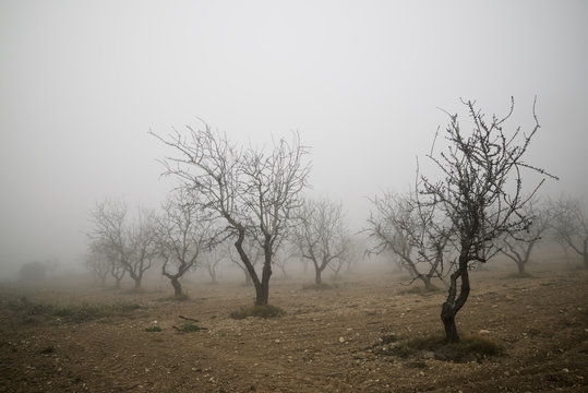 Fruit trees between the fog, Zaragoza province in Spain.