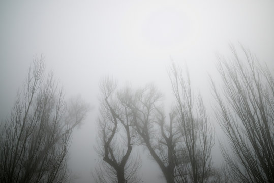Trees between the fog, Zaragoza province in Spain.