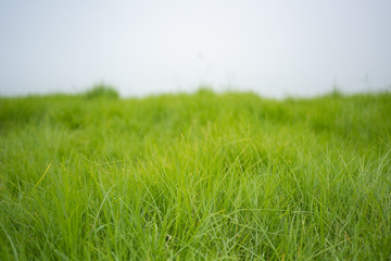 Fototapeta premium Green Meadow, Green Grass