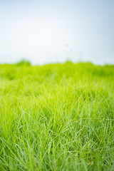 Green Meadow, Green Grass