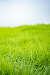 Fototapeta na wymiar Green Meadow, Green Grass