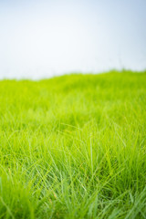 Fototapeta premium Green Meadow, Green Grass
