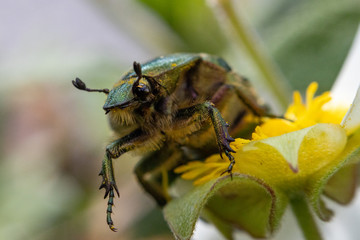 Cétoine dorée