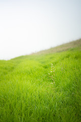 Naklejka na ściany i meble Tall White Weed in the green meadow, Soft Nature Scene