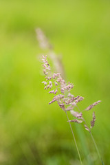 Fototapeta premium Lovegrass, Pink, Purple Grass