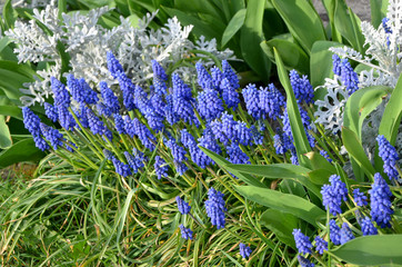 blue muscari beautiful small flowers in the garden 