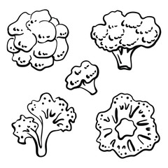 Broccoli. Black line sketch collection of healthy vegetables and herbs isolated on white background. Doodle hand drawn vegetable icons. Vector illustration