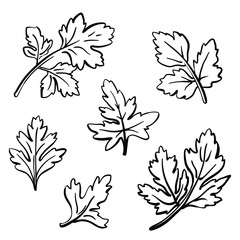 Parsley. Black line sketch collection of healthy vegetables and herbs isolated on white background. Doodle hand drawn vegetable icons. Vector illustration
