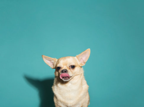 Close up of chihuahua licking nose against aqua blue backdrop, harsh