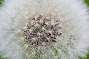 Fototapeta premium タンポポの綿毛