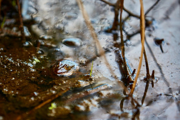 Wasserteich mit einem Frosch