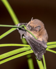 Fledermaus, chiroptera, 