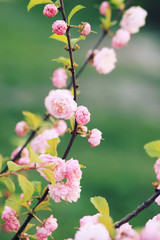 Obraz premium Sweet pink flowers blooming Louiseania triloba, Prunus triloba, Amygdalus triloba in the spring garden. Blossoming tree.