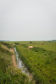 A field with cows and a stream along the Norfolk Coast