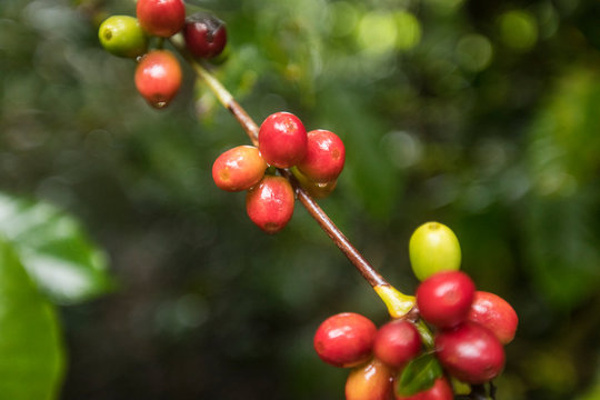 Raw coffee (coffee cherry) plant, Central America