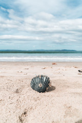 Shell on the beach