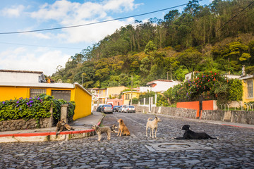 Stray dogs on cobble streets of Antigua, Guatemala.