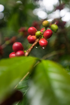 Close-up of coffee beans growing on bush