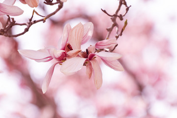 Pink Magnolia Tree Flowers Over Blurred Background