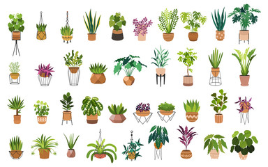 Indoor plants flat color illustrations set. Realistic houseplants in beige pot on metal stands. Exotic flowers with stems and leaves. Ficus, snake plant, sansevieria isolated botanical design element - 343971666