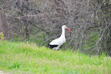 Cute stork walking in park,photo,bird