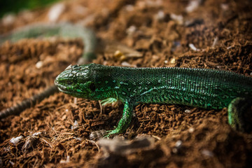Green lizard
