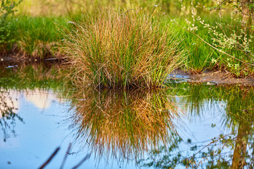 Wasserteich, Abendstimmung mit spiegelnden Sträuchern 