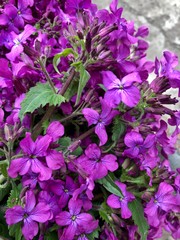 violet flowers in the garden