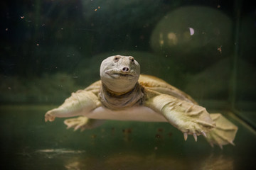 Large turtle with a long nose
