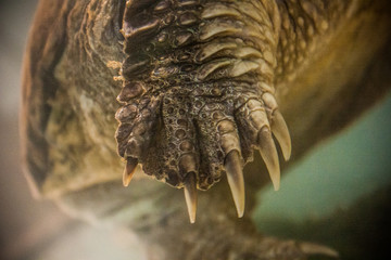 Big turtle paws and claws

