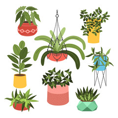 Fototapeta na wymiar Indoor plants flat color illustrations set. Realistic houseplants in beige pot on metal stands. Exotic flowers with stems and leaves. Ficus, snake plant, sansevieria isolated botanical design element